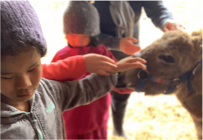 A boy touching young donkey