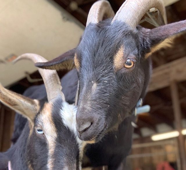 Portrait of a goats at a farm