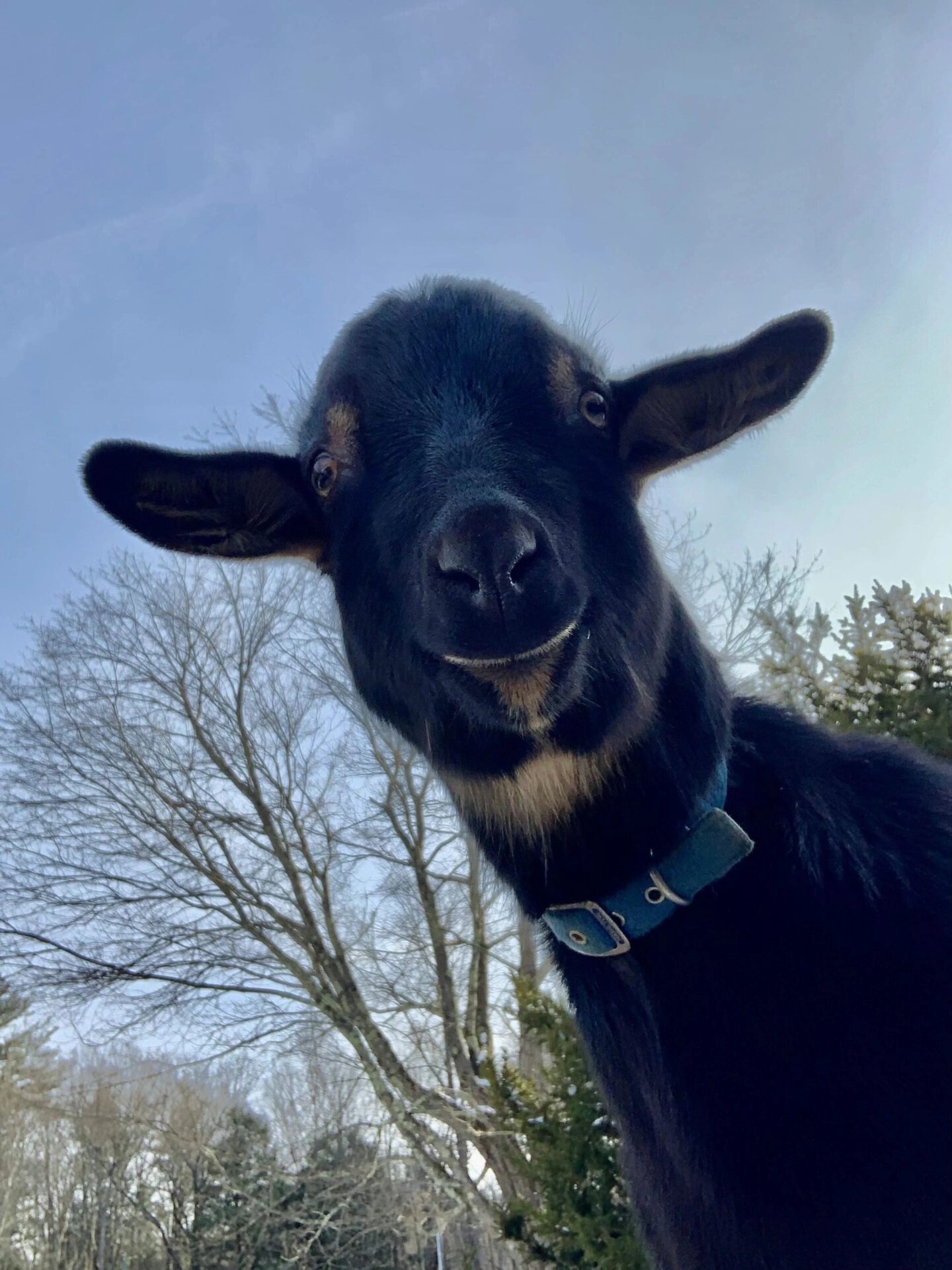 A black goat
